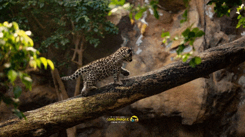 Puppy Jaguar GIF by Loro Parque