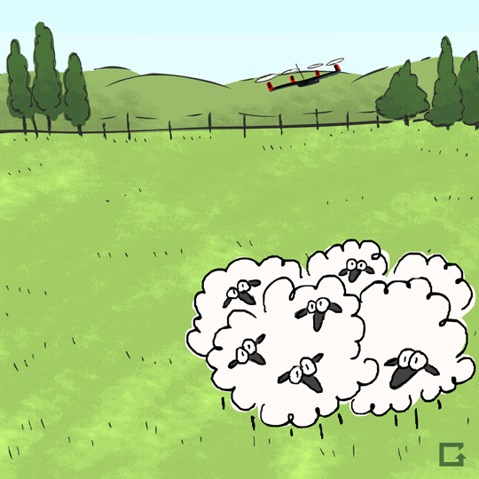 sheep drones GIF by gifnews
