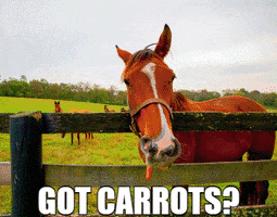 visithorsecountry horse carrots lexington visit horse country GIF