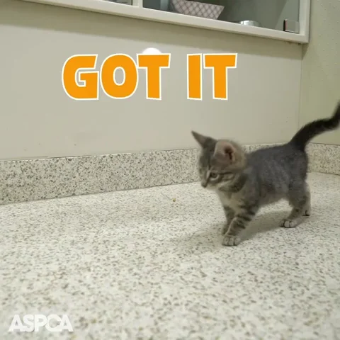 All Over It Cat GIF by ASPCA