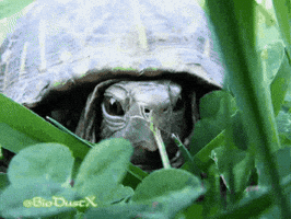 Animal GIF