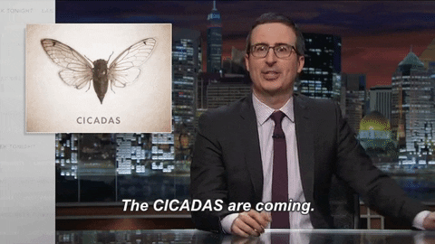 cicada