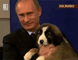 putin GIF