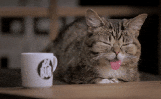 awake wake up GIF by Internet Cat Video Festival
