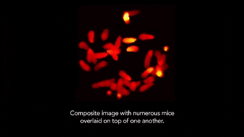 mice GIF by Harvard Medical School