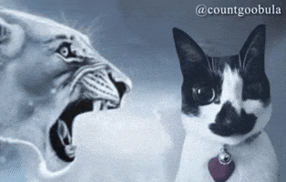 Cats Kitty GIF