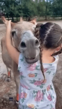 Little Girl Gives Mini Donkey Big Hug and Ear Massage