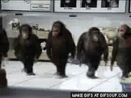 monkeys GIF