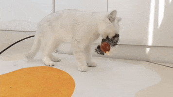 Cat GIF
