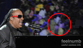 Stevie Wonder Im Wondering Every Time I See You I Go Wild Stevie Wonder Im Wondering Every Time I See You I Go Wild