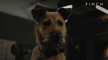 Good Boy Yes GIF by Apple TV+