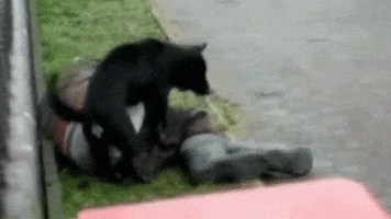 200.gif
