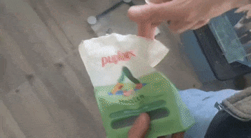 Chihuahua GIF