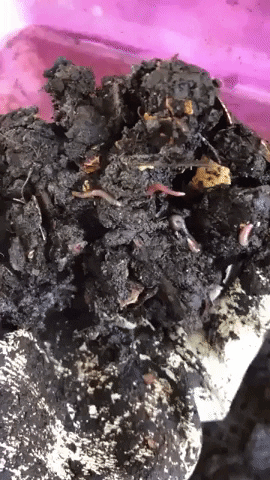 Food Life GIF by Common Ground Compost