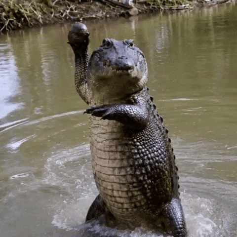 Alligator Stone Throwing GIF