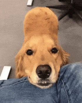 Golden Retriever Dog GIF by WoofWaggers
