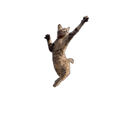 Dance Cat Sticker