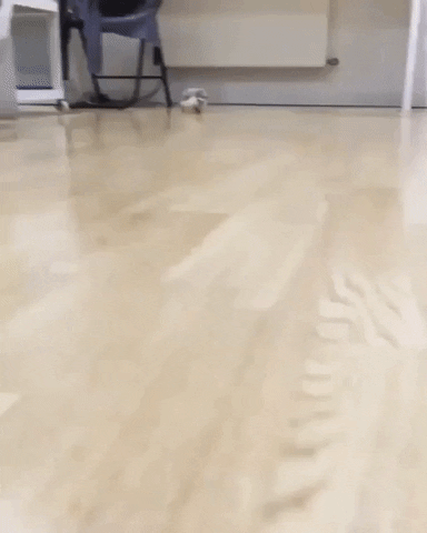 Video gif. A tiny little hedgehog scurries over to us on a wooden floor, its four legs moving so quickly and busily. Their little body quivers with movement and they slow to a stop as they finally reach us.