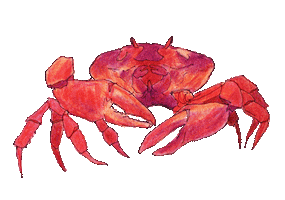 Crab Sticker