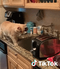 Chaton Gifs Get The Best Gif On Giphy