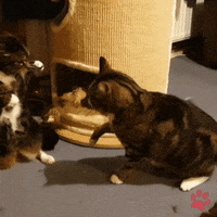 Catfight Millie GIF by pawsr