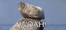 Seal Dont Care GIF