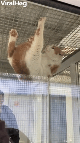 Rescue Cat Climbs Cage GIF by ViralHog
