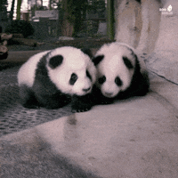 Babypanda Gifs Get The Best Gif On Giphy Babypanda Gifs Get The Best Gif On Giphy