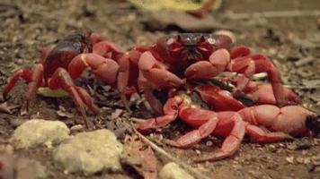 cannibal crabs GIF