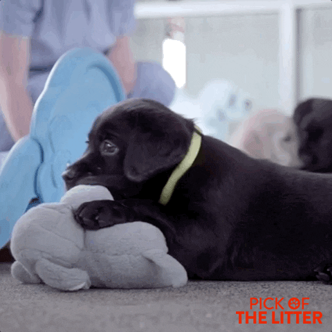 black lab puppy GIF by Signature Entertainment