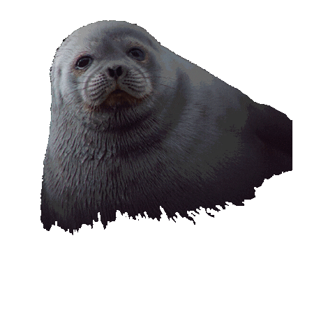 Design Colors Sticker by tikkurila