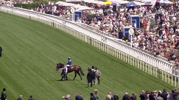 Champion GIF by World Horse Racing