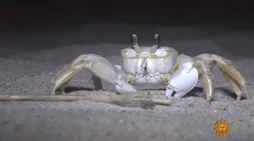 Tickle Crabs GIFs - Find & Share on GIPHY