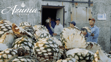 Mexico Cheers GIF by AzuniaTequila