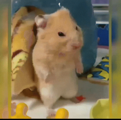 Sad Hamster GIF