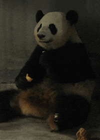Sleepy Baby Panda Gif Find Share On Giphy Sleepy Baby Panda Gif Find Share On Giphy