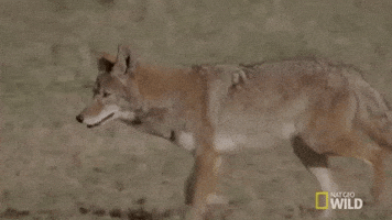 coyote GIF by Nat Geo Wild