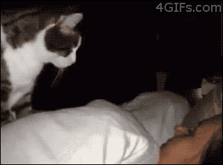 Wake Up Cat GIF - Find & Share on GIPHY