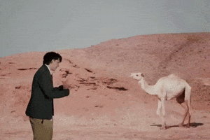 Camel GIF