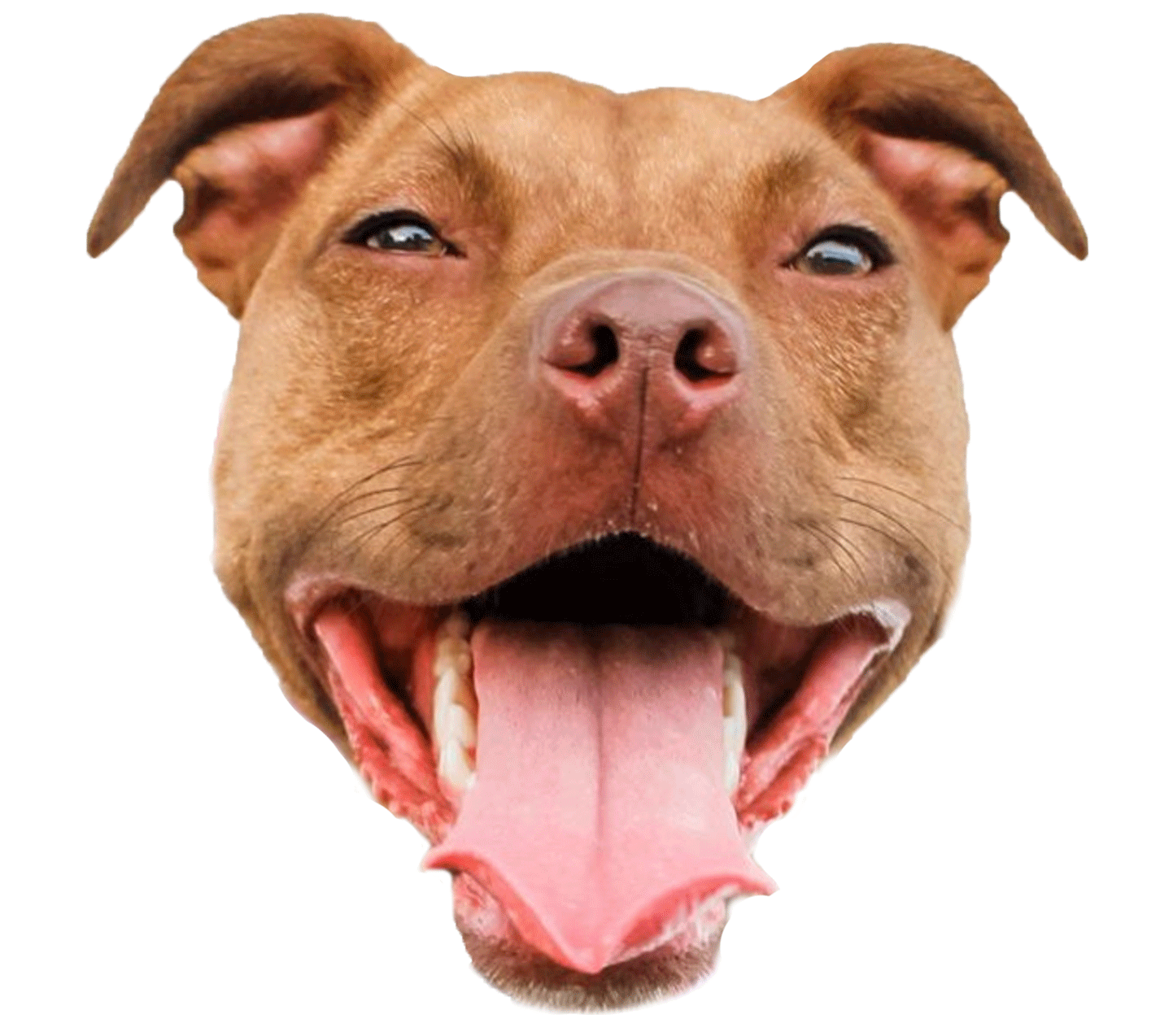 Pitbull Pocket Pit Sticker by Red Beard for iOS & Android GIPHY