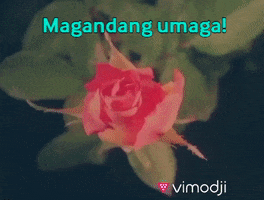 Magandang Umaga GIF by Vimodji