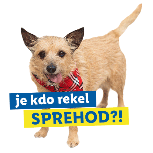Cat Dog Sticker by Lidl Slovenija