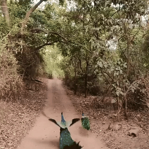 Beauty GIF