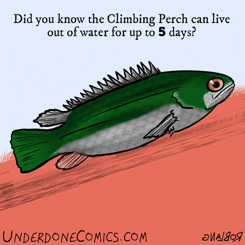 Climbing perch GIFs Find Share on GIPHY Climbing perch GIFs Find Share on GIPHY