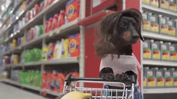 Crusoegifs groceries grocery funny dogs grocery shopping GIF