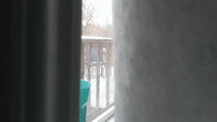 Curious Cat Caught Howling and Chirping Out Window