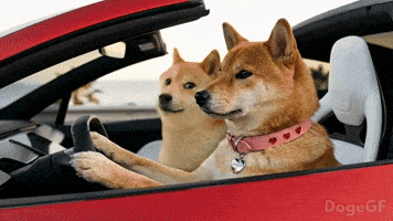 Good Vibes | Doge & DogeGF