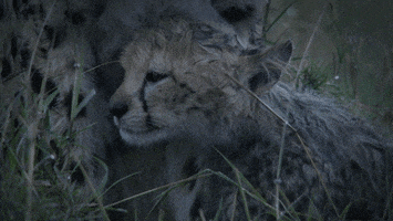 Wild GIF