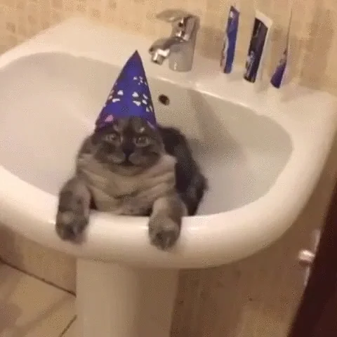 sink happy birthday cat GIF