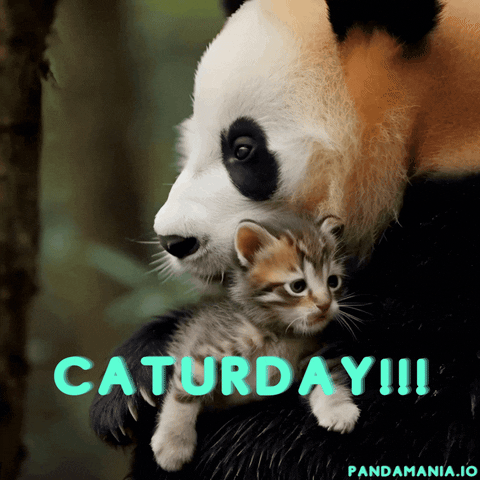 Happy Cat GIF by PandaMania